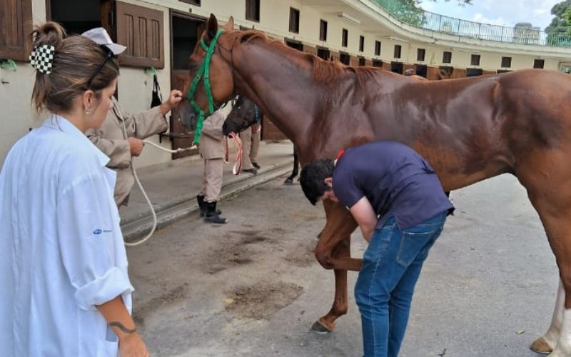 Programa para Contratação de Veterinário Trainee I 2025 - Jockey Club de São Paulo